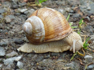 Schnecke