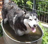Hund