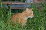 Katze